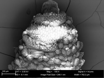 Media type: image;   Invertebrate Zoology 32029 Description: SEM image of specimen.;